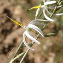 Sivun Echeandia ramosissima (C. Presl) Cruden kuva
