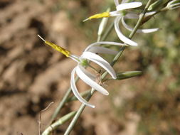 Image de Echeandia ramosissima (C. Presl) Cruden