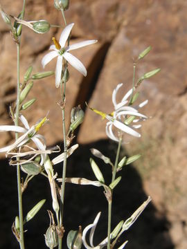 Image of Echeandia ramosissima (C. Presl) Cruden