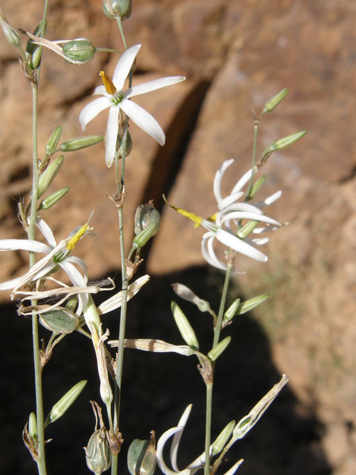 Image de Echeandia ramosissima (C. Presl) Cruden