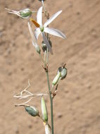 Image of Echeandia ramosissima (C. Presl) Cruden