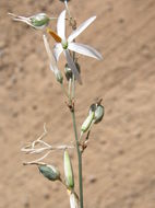 Image de Echeandia ramosissima (C. Presl) Cruden