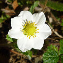 Imagem de Fragaria vesca L.