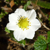 Image of woodland strawberry