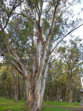 Image of Tasmanian blue gum