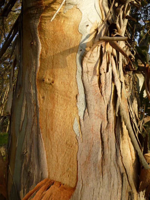 Imagem de Eucalyptus globulus Labill.