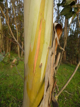 Imagem de Eucalyptus globulus Labill.