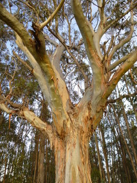 Image of Tasmanian blue gum