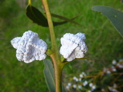 Image of Tasmanian blue gum