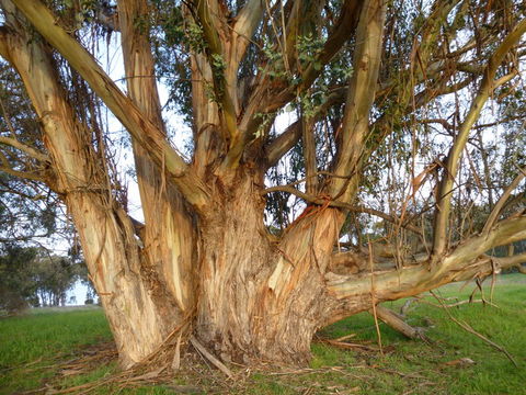 Imagem de Eucalyptus globulus Labill.