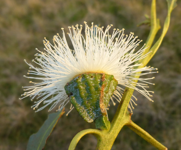 Image of Tasmanian blue gum