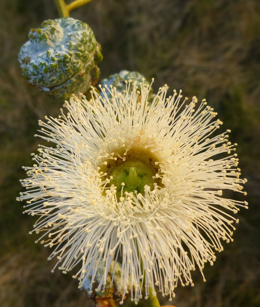 Imagem de Eucalyptus globulus Labill.