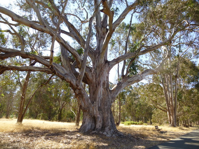 Image of Tasmanian blue gum