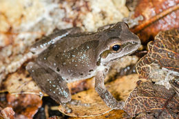 Image of Northern Pacific Treefrog