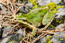 Image of Northern Pacific Treefrog