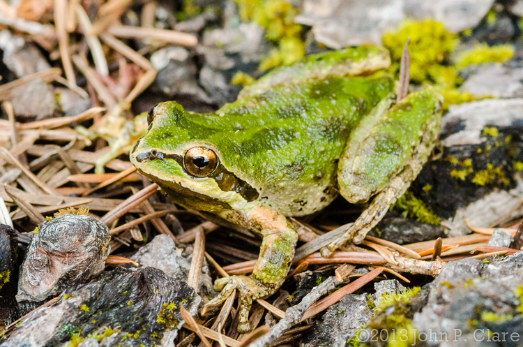 Imagem de Pseudacris regilla (Baird & Girard 1852)