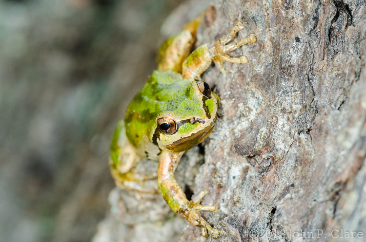 Imagem de Pseudacris regilla (Baird & Girard 1852)