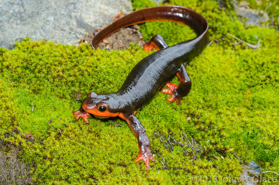 Image of Redbelly Newt