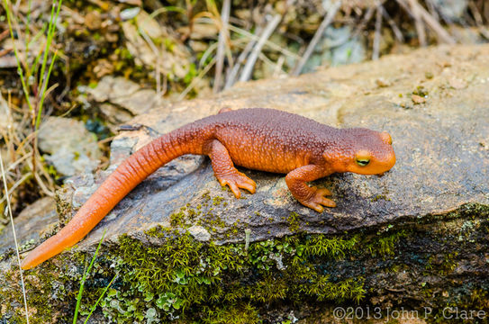 Image of Sierra newt