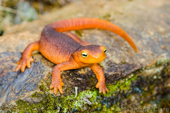 Image of Sierra newt