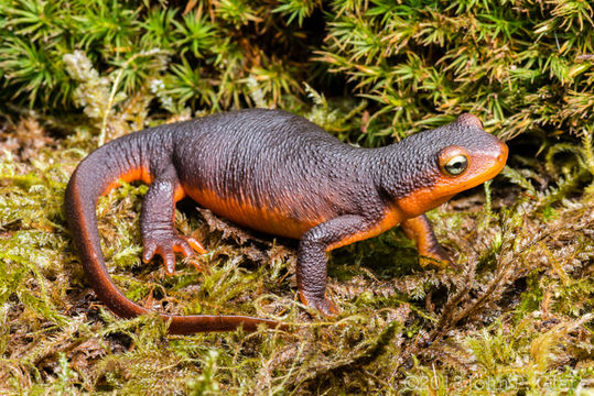 Image of Sierra newt