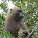 Image of Olive baboon