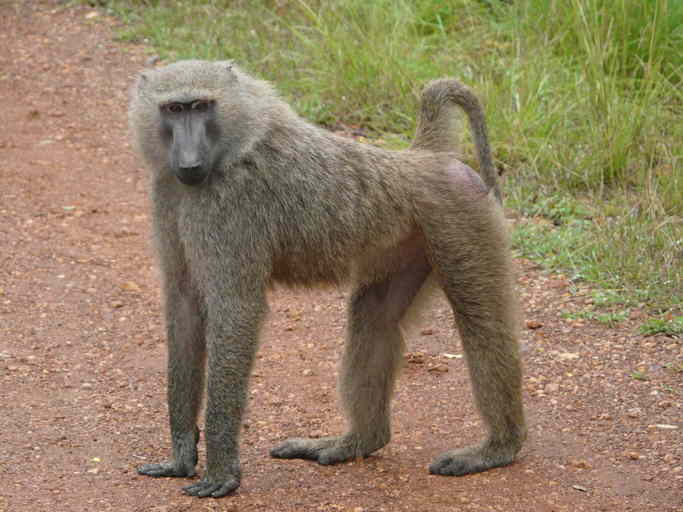 Image of Anubis Baboon