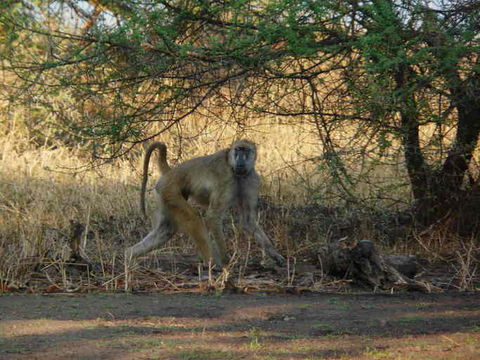 Image of Yellow Baboon