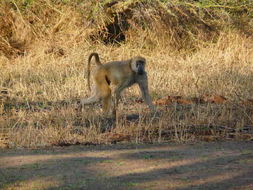 Image of Yellow Baboon