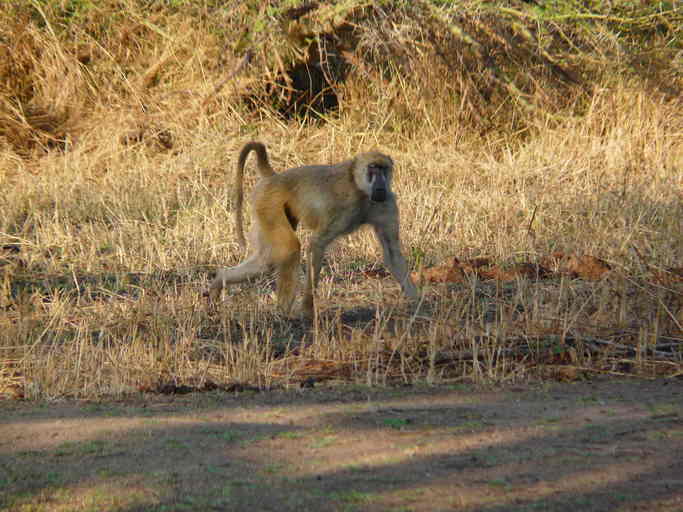 Image of Yellow Baboon