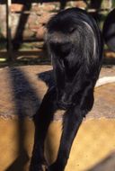 Image of King Colobus