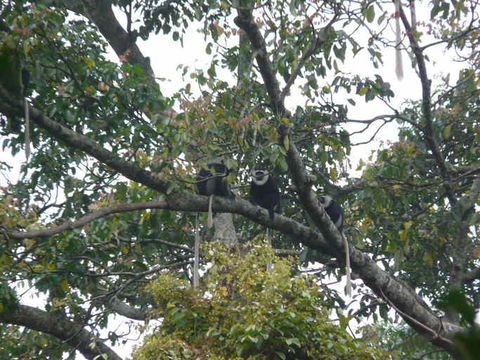 Imagem de Colobus vellerosus (I. Geoffroy Saint-Hilaire 1834)