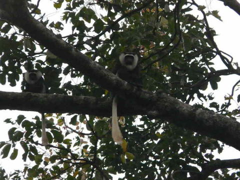 Colobus vellerosus (I. Geoffroy Saint-Hilaire 1834) resmi