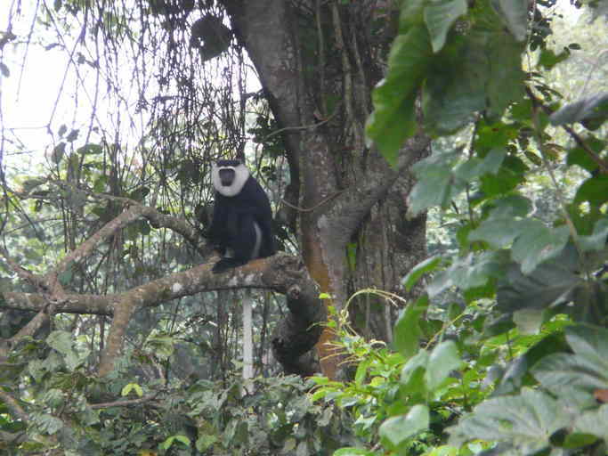 Image of Geoffroy's Black-and-White Colobus