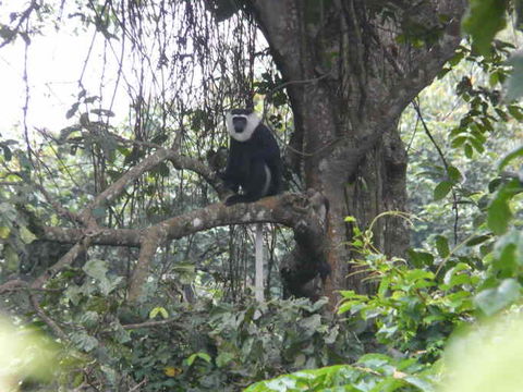 Image of Geoffroy's Black-and-White Colobus