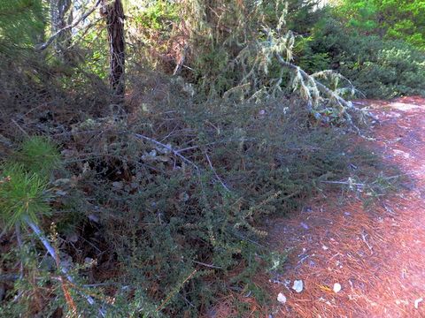 Image of Mt. Vision ceanothus