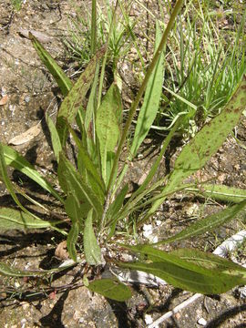 Image of Iostephane madrensis (S. Wats.) J. L. Strother