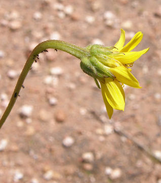 Image of Iostephane madrensis (S. Wats.) J. L. Strother