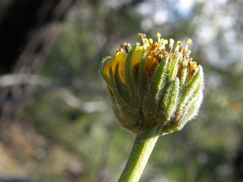 Image of Iostephane madrensis (S. Wats.) J. L. Strother