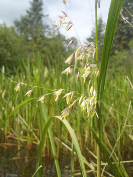 Image of Indian rice