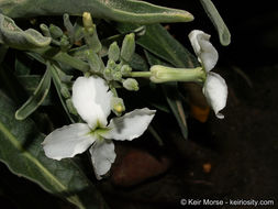 Plancia ëd Matthiola incana (L.) W. T. Aiton