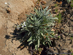 Plancia ëd Matthiola incana (L.) W. T. Aiton