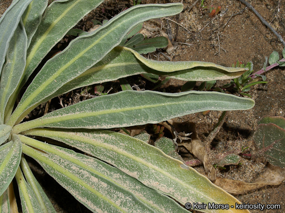 Plancia ëd Matthiola incana (L.) W. T. Aiton