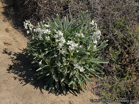 Plancia ëd Matthiola incana (L.) W. T. Aiton