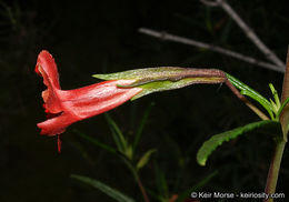 Image of <i>Mimulus aurantiacus</i> var. <i>puniceus</i>