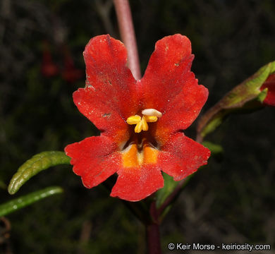 Image of <i>Mimulus aurantiacus</i> var. <i>puniceus</i>