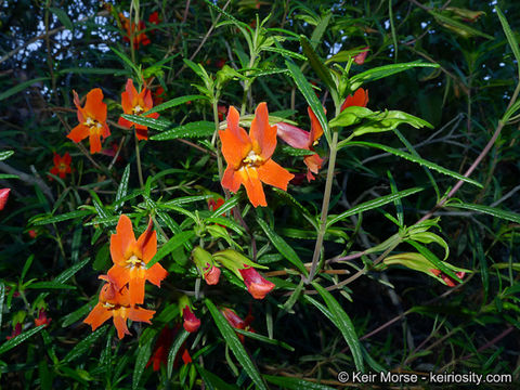 Plancia ëd <i>Mimulus aurantiacus</i> var. <i>puniceus</i>