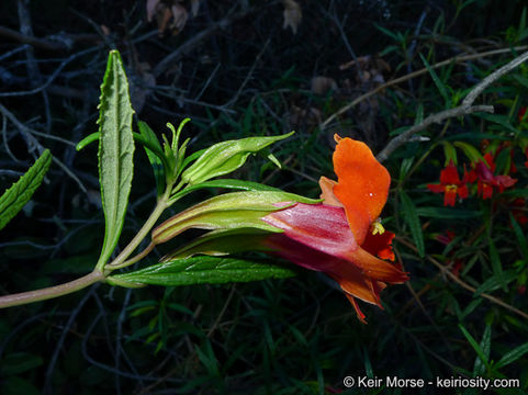 Plancia ëd <i>Mimulus aurantiacus</i> var. <i>puniceus</i>