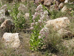 Image of Thurber's desertpeony