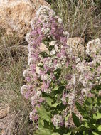 Image of Thurber's desertpeony